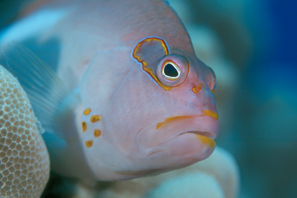 http://www.reefseekers.com/PIXPAGES/Arc-eye_hawkfish_CU.jpg