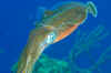 BON_2464.JPG (148613 bytes)