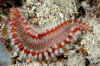 Bristle worm.jpg (274929 bytes)