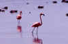 Flamingoes.jpg (158028 bytes)