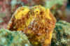 Frogfish CU.jpg (177149 bytes)