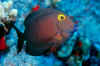 Goldring surgeonfish.jpg (191795 bytes)