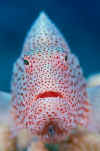 Hawkfish head-on (vert).jpg (78731 bytes)