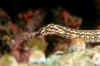 Banded pipefish.jpg (108863 bytes)