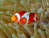 False clown anemonefish.jpg (487728 bytes)
