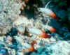 Fire dartfish (group of 5).jpg (183648 bytes)