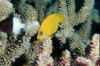 Lemonpeel angel.jpg (150233 bytes)