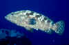 Marble grouper.jpg (120733 bytes)