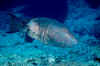 Hawaiian Grouper.jpg (96367 bytes)