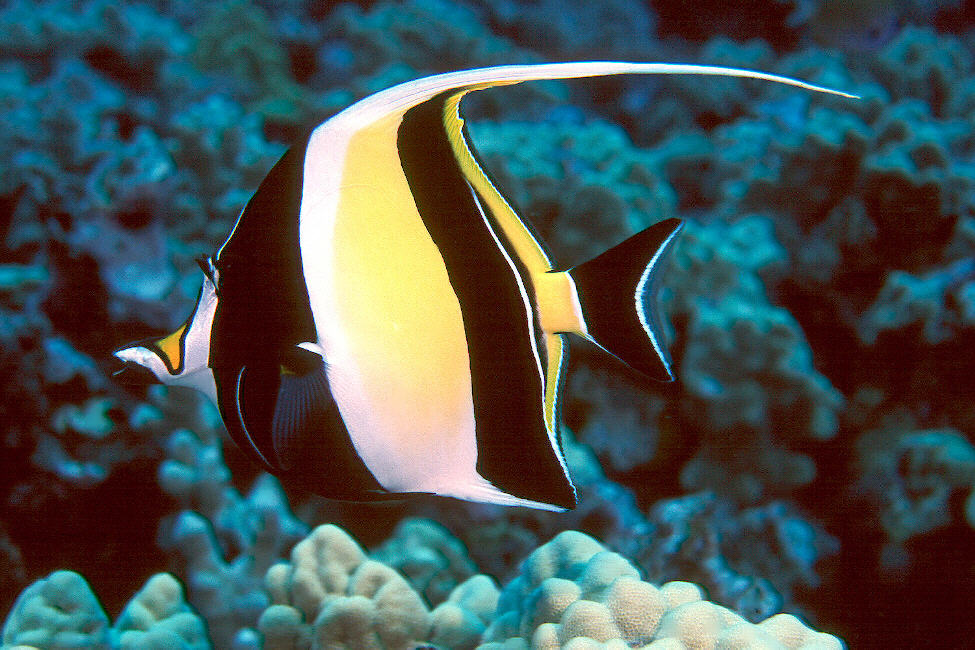 moorish idol face