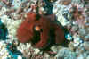Octopus on the reef.jpg (231159 bytes)
