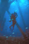 Diver descending.jpg (68351 bytes)