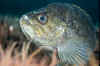 Rockfish.jpg (123374 bytes)