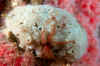 brittle stars on a sponge.jpg (179007 bytes)