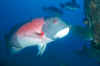 male CA sheephead.jpg (91302 bytes)