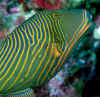 Orange-lined triggerfish.jpg (245205 bytes)