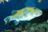 Blue-spoted Puffer (crop).jpg (319305 bytes)