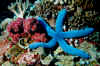 Blue sea star.jpg (594480 bytes)