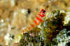 Candycane Dwarf Goby.jpg (306434 bytes)