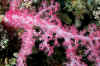 Soft coral (pnk - night).jpg (492115 bytes)