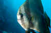 Spadefish (1).jpg (254234 bytes)