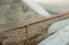 Bay pipefish (CU).jpg (105965 bytes)