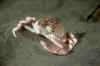 Globe crab.jpg (108275 bytes)