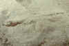 Lizardfish juvy (2) buried.jpg (173490 bytes)