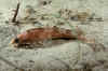 Longspine combfish.jpg (166644 bytes)