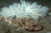 Scorpionfish & squid eggs.jpg (139588 bytes)