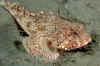 CA Scorpionfish (E100G).jpg (216359 bytes)