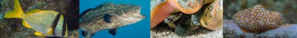 Roatan collage.jpg