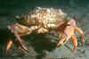 Rock crab (2).jpg (115243 bytes)