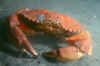 Rock crab.jpg (95709 bytes)