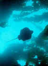 Bat ray through the kelp.jpg (42028 bytes)