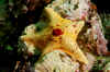 Bat star.jpg (218643 bytes)
