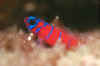 Blue-banded goby ECU.jpg (113501 bytes)