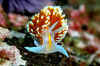 Horned nudibranch.jpg (158863 bytes)