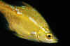 Kelp perch (CU).jpg (148957 bytes)