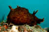 Sea Hare.jpg (132152 bytes)