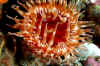 Stubby Rose anemone.jpg (185318 bytes)