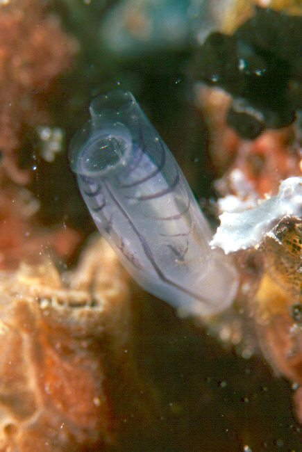 Tunicate.jpg