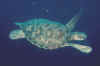 Green turtle.jpg (79879 bytes)