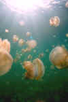 Jellies w-sun BG (CC).jpg (44746 bytes)