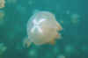 Jellies with cross (CC).jpg (96600 bytes)