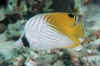 Threadfin butterfly.jpg (105964 bytes)