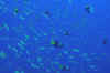 BAJ_7082.JPG (129597 bytes)