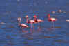 Flamingo 4-some.jpg (204734 bytes)