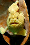 Frogfish (2).jpg (70822 bytes)