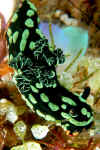 Nudi (1).jpg (101729 bytes)